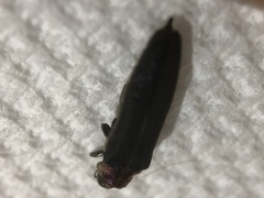 Agrilus fuscipennis