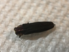 Agrilus fuscipennis