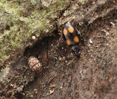 Choraginae
