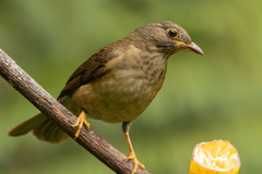 Yellow-Legged Thrush photo 2