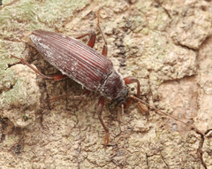 Bolbostetha