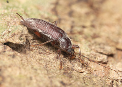 Bolbostetha