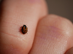 Coccinella miranda