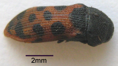 Acmaeodera stellata