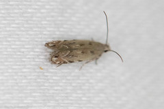 Battaristis concinnusella