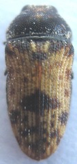 Acmaeoderini