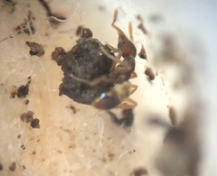 Strumigenys brevisetosa