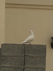Columba livia domestica