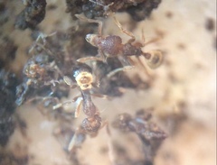 Strumigenys brevisetosa