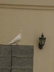 Columba livia domestica