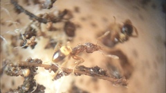 Strumigenys brevisetosa