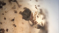 Strumigenys brevisetosa