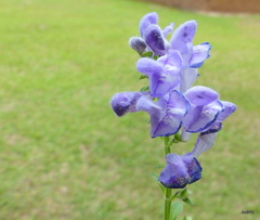 Scutellaria integrifolia