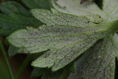 Peronospora ranunculi