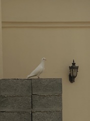 Columba livia domestica