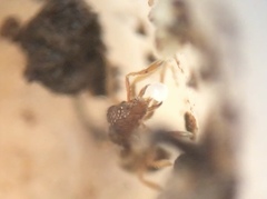 Strumigenys brevisetosa