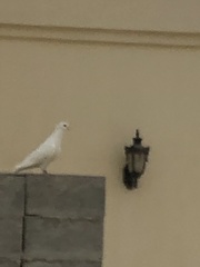 Columba livia domestica