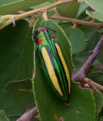 Afrochroa lepida