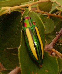 Afrochroa lepida
