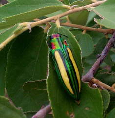 Afrochroa lepida