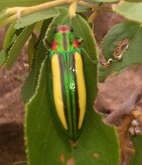 Afrochroa lepida