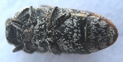 Acmaeoderini