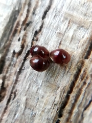 Clambidae
