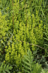 Melanotaenium endogenum