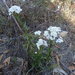Fire Daisy - Photo (c) Ralph Foster, some rights reserved (CC BY-NC), uploaded by Ralph Foster