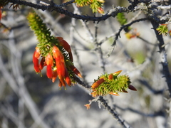 Erica coccinea