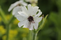 Microbotryum lychnidis-dioicae