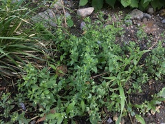 Veronica cardiocarpa