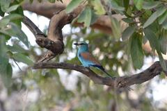 Coracias abyssinicus