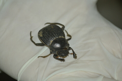 Deltochilum panamensis