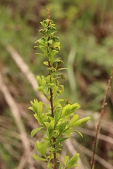 Spiraea media