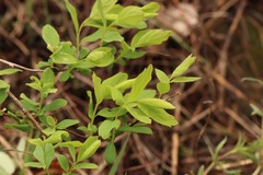 Spiraea media