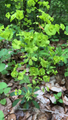 Euphorbia amygdaloides