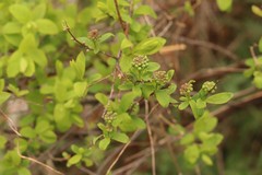 Spiraea media