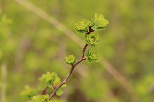 Spiraea trilobata