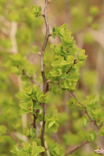 Spiraea trilobata