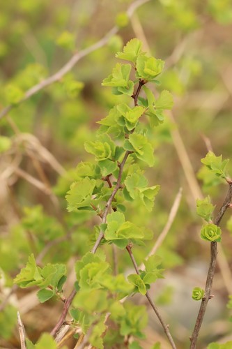 Spiraea trilobata