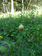 Trifolium ochroleucon