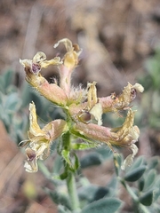Astragalus succumbens