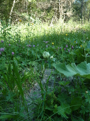 Trifolium ochroleucon
