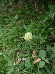 Trifolium ochroleucon
