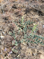 Astragalus succumbens