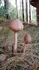 Macrolepiota bonaerensis