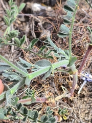 Astragalus succumbens