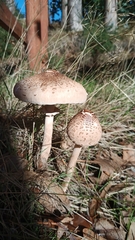 Macrolepiota bonaerensis