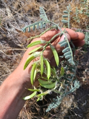 Astragalus succumbens